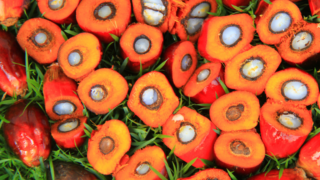 Estearina de Palma Hidrogenada